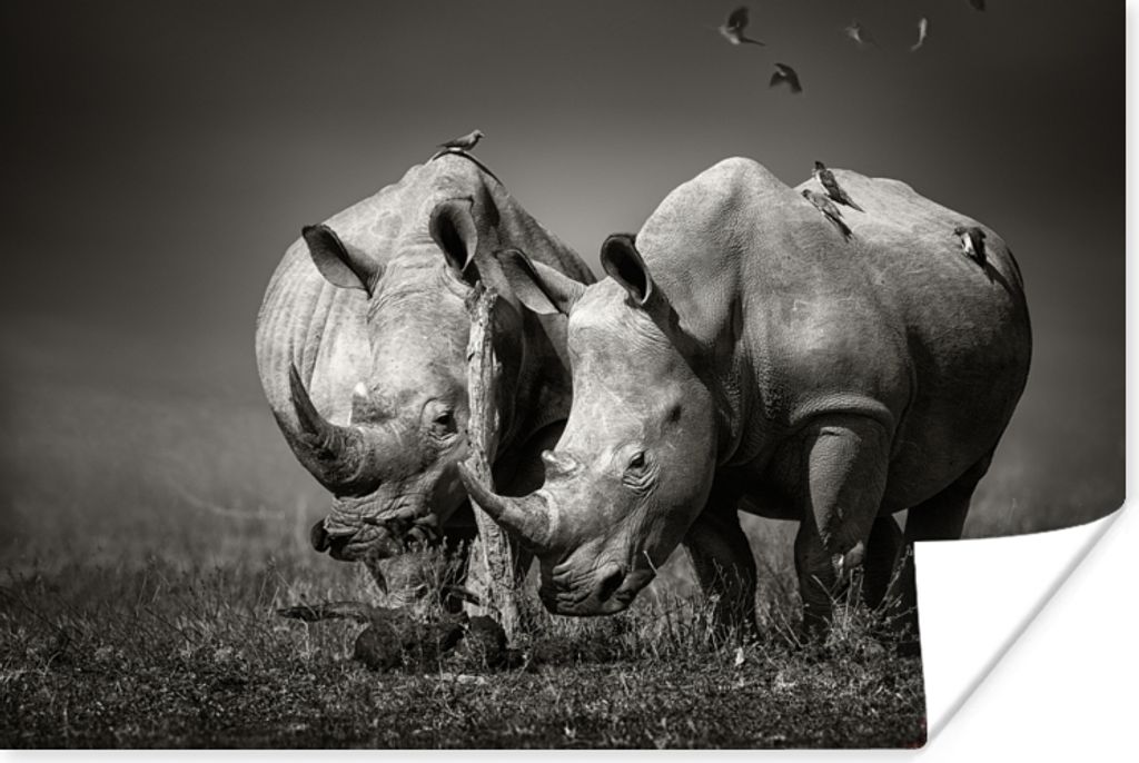 MuchoWow Poster Nashorn - Vogel - Tiere - Landschaft - Schwarz und weiß 60x40 cm - Schlafzimmerdekoration