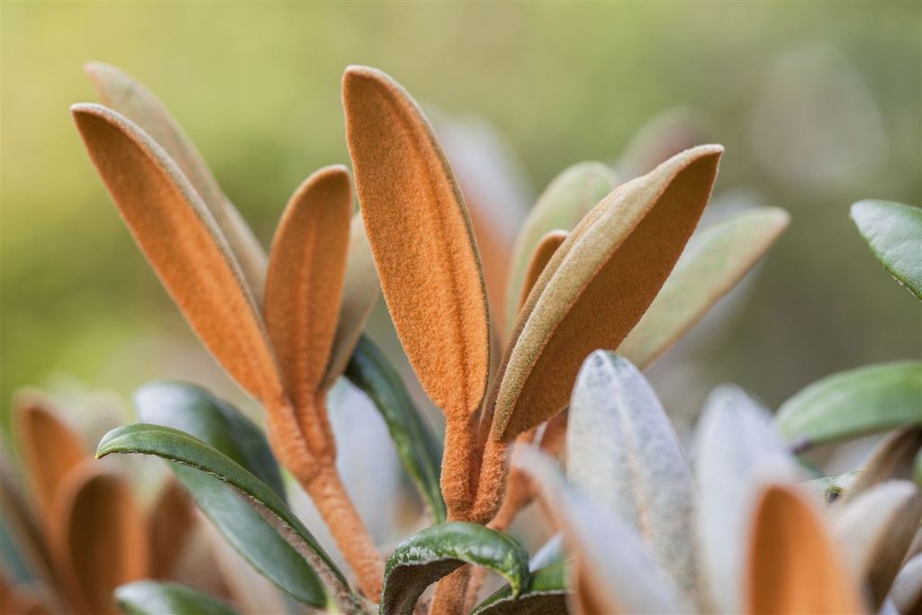 Rhododendron bureavii 'Hydon Velvet', samtig, 30–40 cm