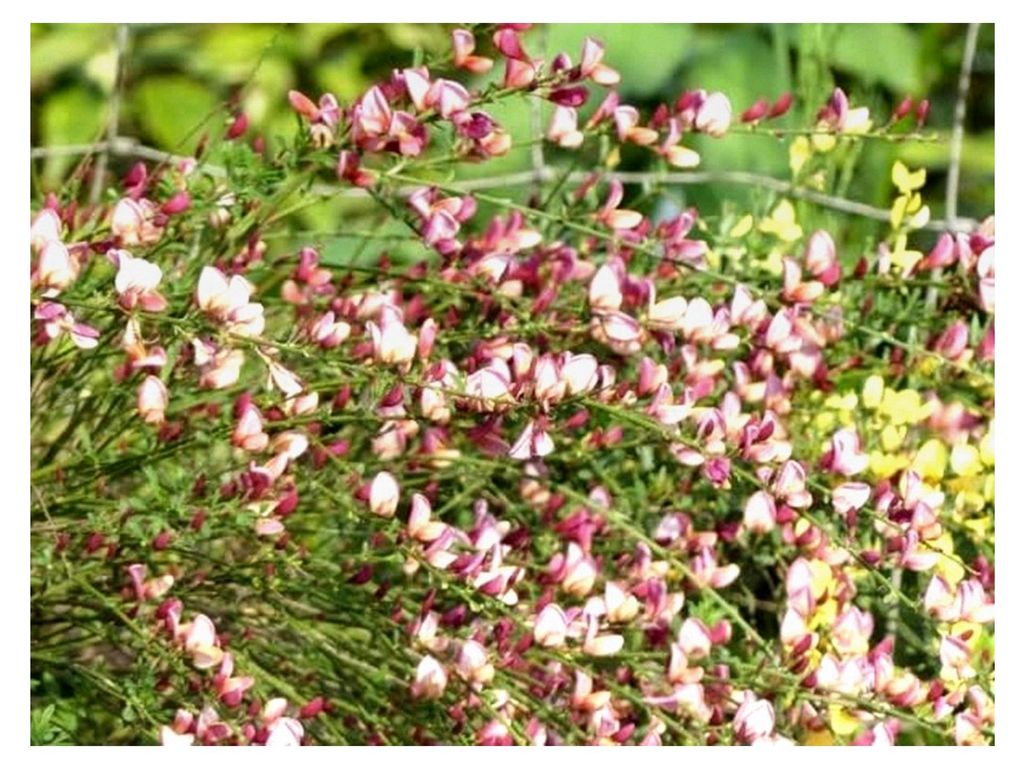 Cytisus praecox Hollandia - Ginster - Elfenbeinginster - Edelginster - Schmuckginster - Besenginster