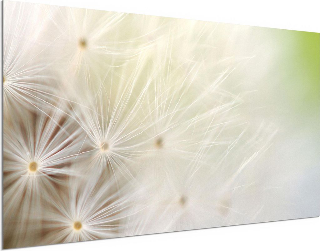 DEQORI Alu-Dibond Bild Weiß 100x50 cm 'Pusteblume ganz nah' Wandbild Metall dünn Design