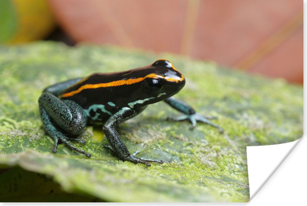 MuchoWow Poster Schwarzer Frosch auf einem Blatt 180x120 cm - Fotoplakat