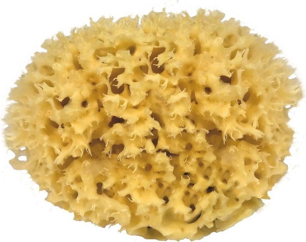 CROLL & DENECKE Naturschwamm Mittelmeer 13cm Mediumqualität Produktbild 