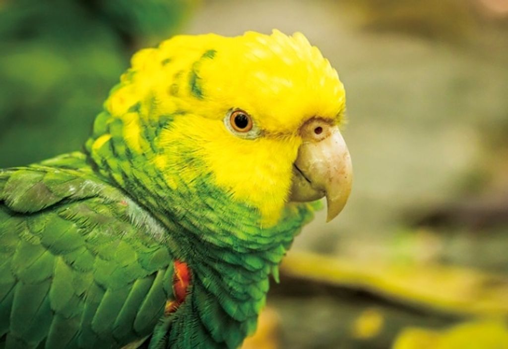 3 D Ansichtskarte Amazone, Postkarte Wackelkarte Hologrammkarte Tiere Tier Papagei Vogel