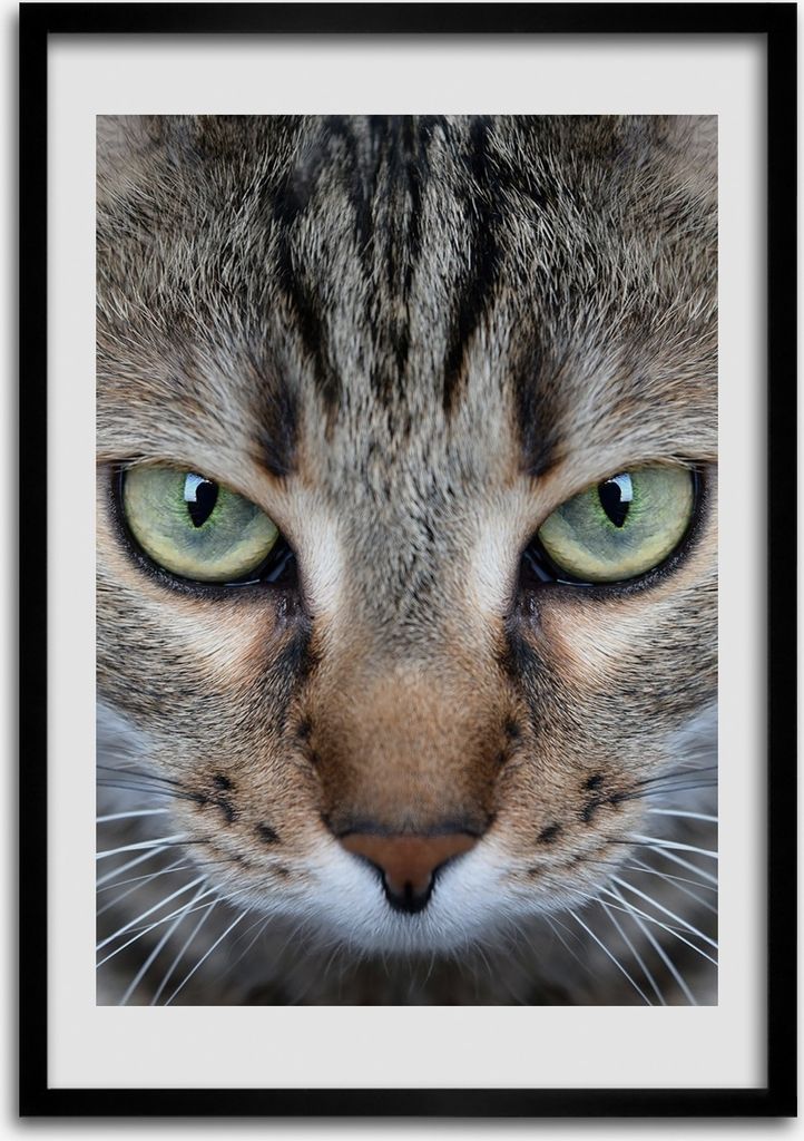 Bild - Bilderrahmen - Foto - 70 cm x 100 cm - MDF - Rahmen - Wandkunst - Katzenaugen