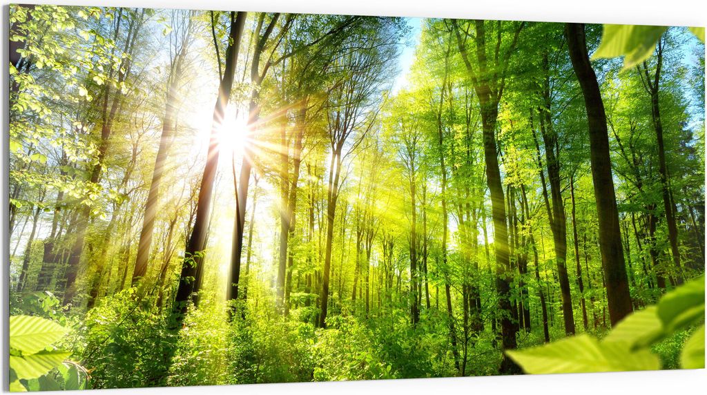 DEQORI Glasbild Echtglas 100x50 cm 'Licht durchdringt Bäume' Wandbild Bild modern Deko
