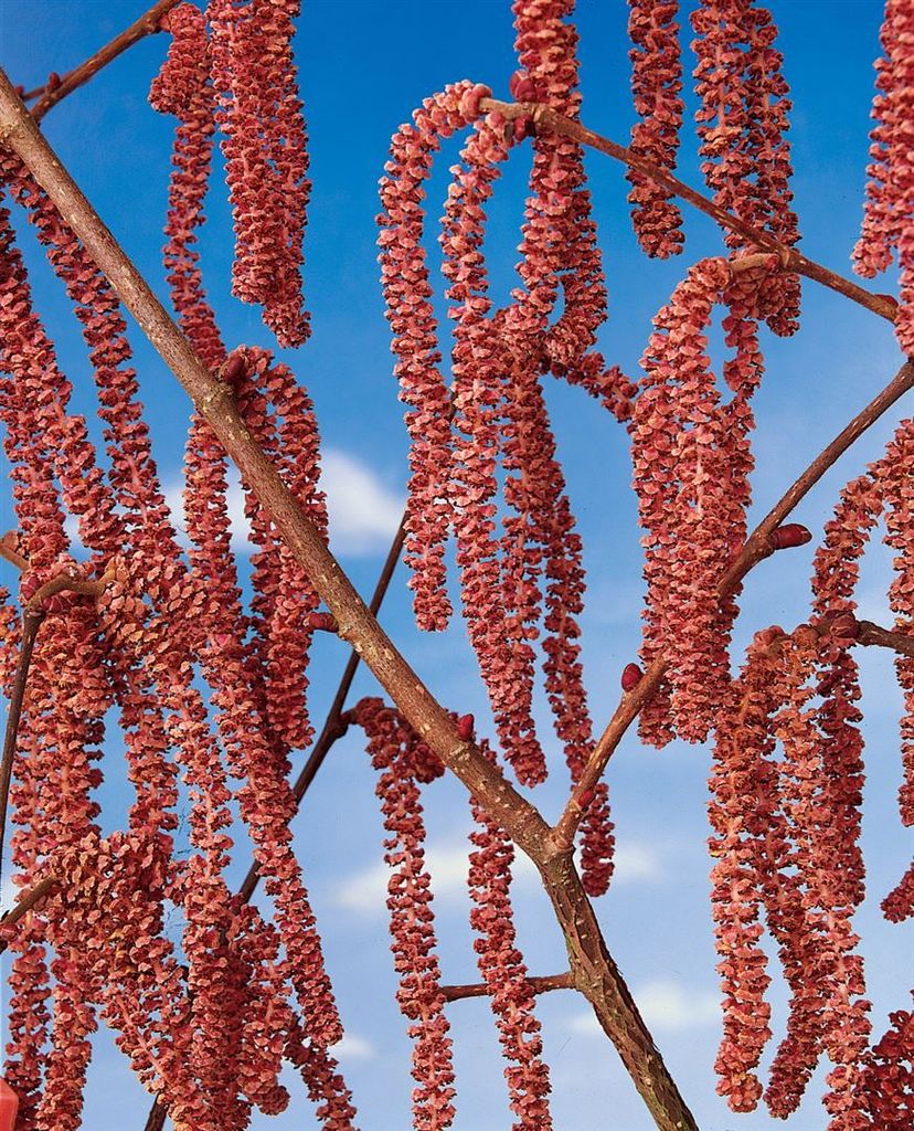 Rote Zellernuss Rote Zellernuß 50-60 cm, im Topf - Corylus Produktbild 