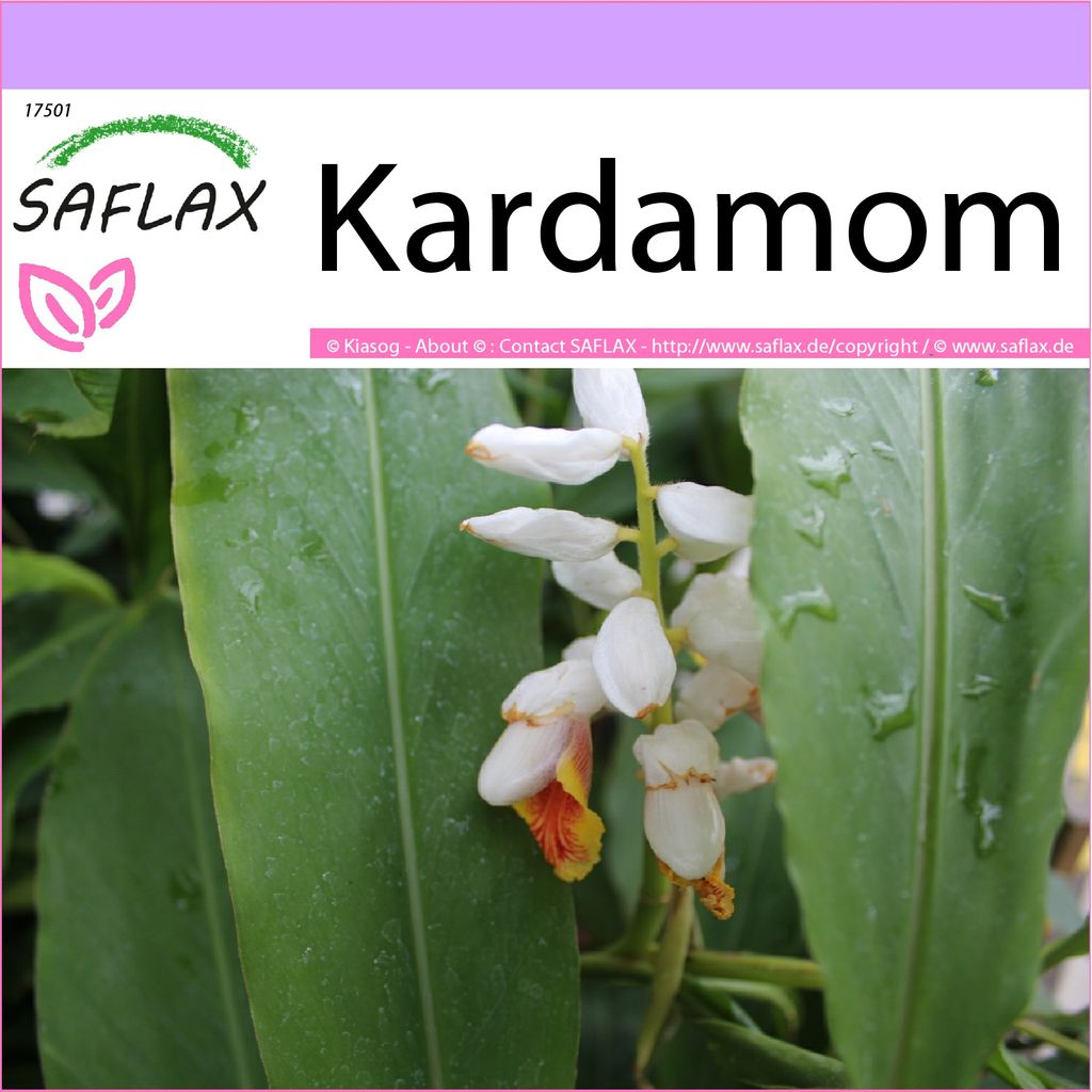 SAFLAX   Kräuter   Kardamom   20 Samen   Elettaria cardamomum