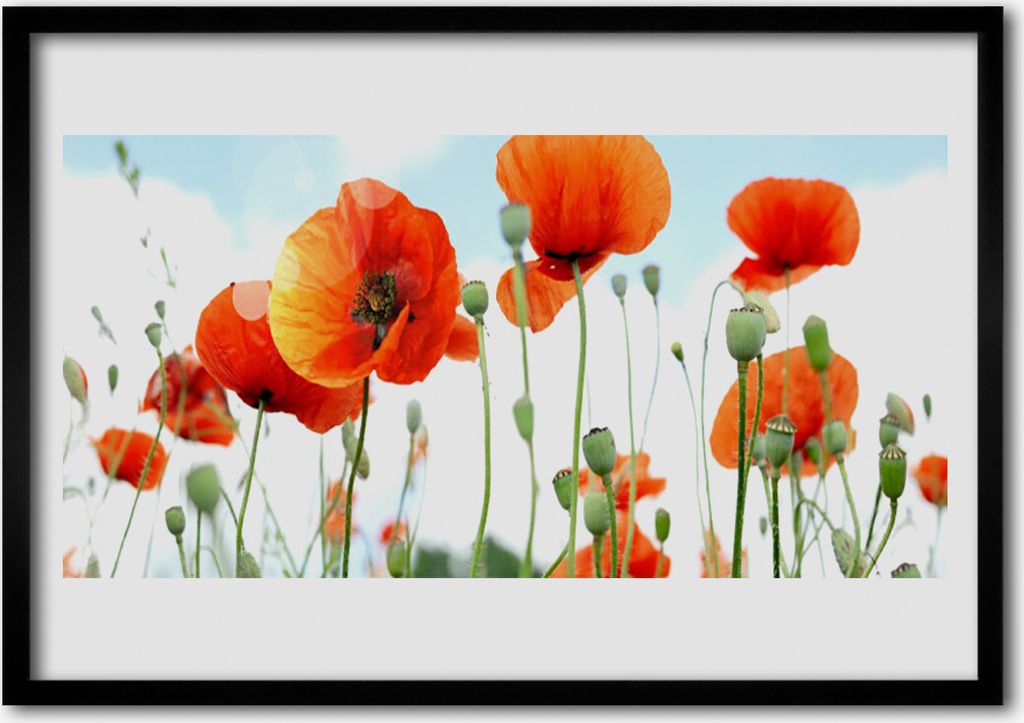 Bild 70x50 MDF-Rahmen Wandkunst Mohnfeld Blumen Wiese Natur