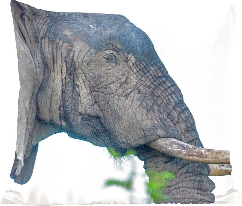 MuchoWow Zierkissen Sofakissen Wohnzimmer Dekokissen 60x60 cm Elefant - Tiere - Grau - Natur - Sitzfläche - Foto Polster