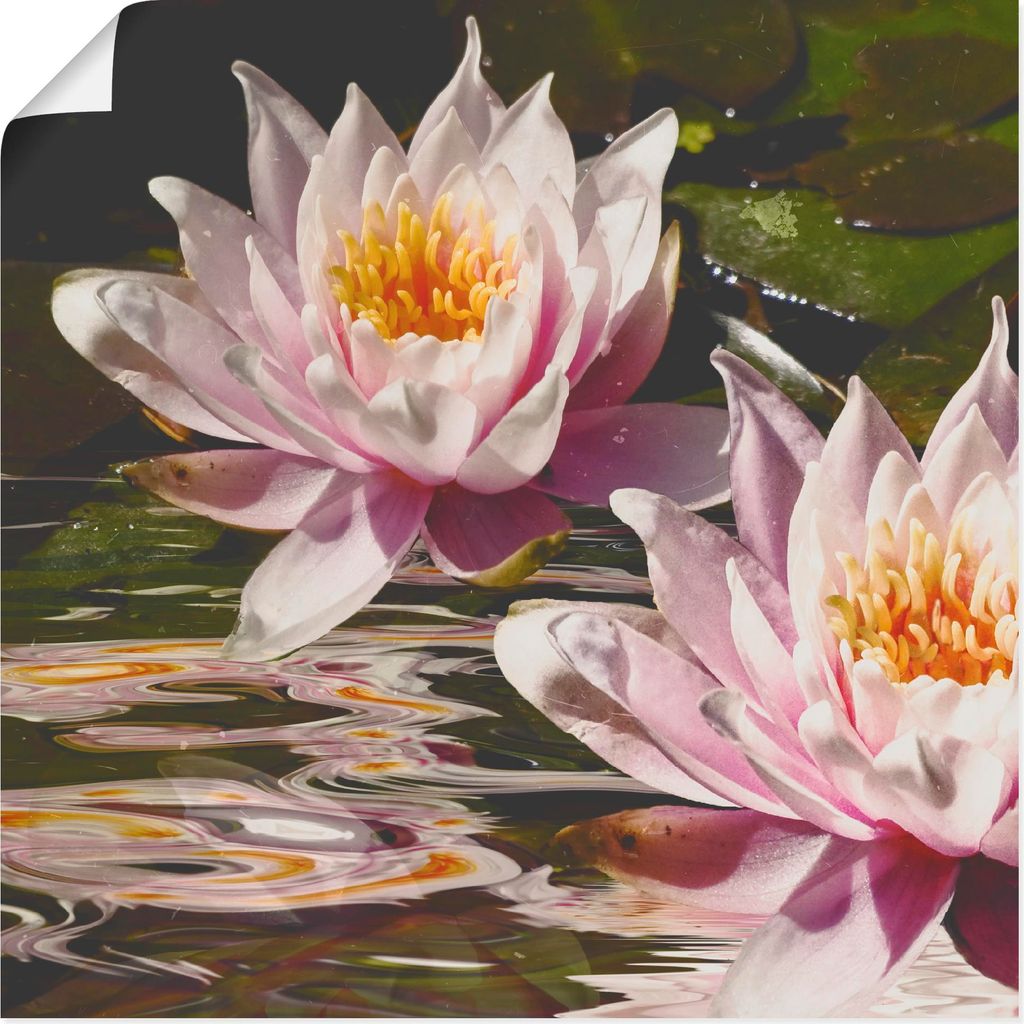 ARTland Poster Wasserlilie Größe: 40x40 cm