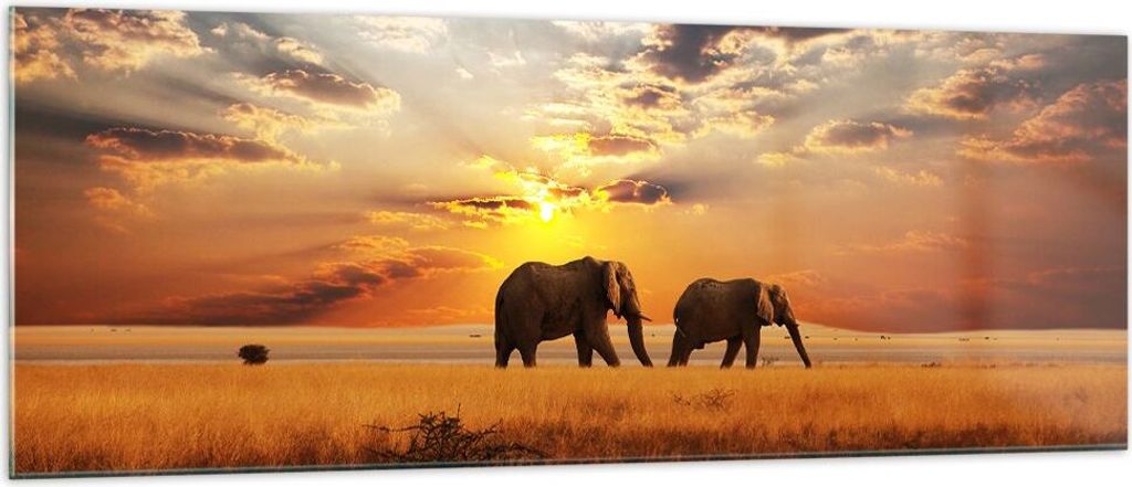 Bilder auf glas - Elefanten Safari Dschungel Busch - 140x50cm - Glasbilder - Wandbilder - Kunstdruck - zum Aufhängen bereit - Wanddekoration aus G...