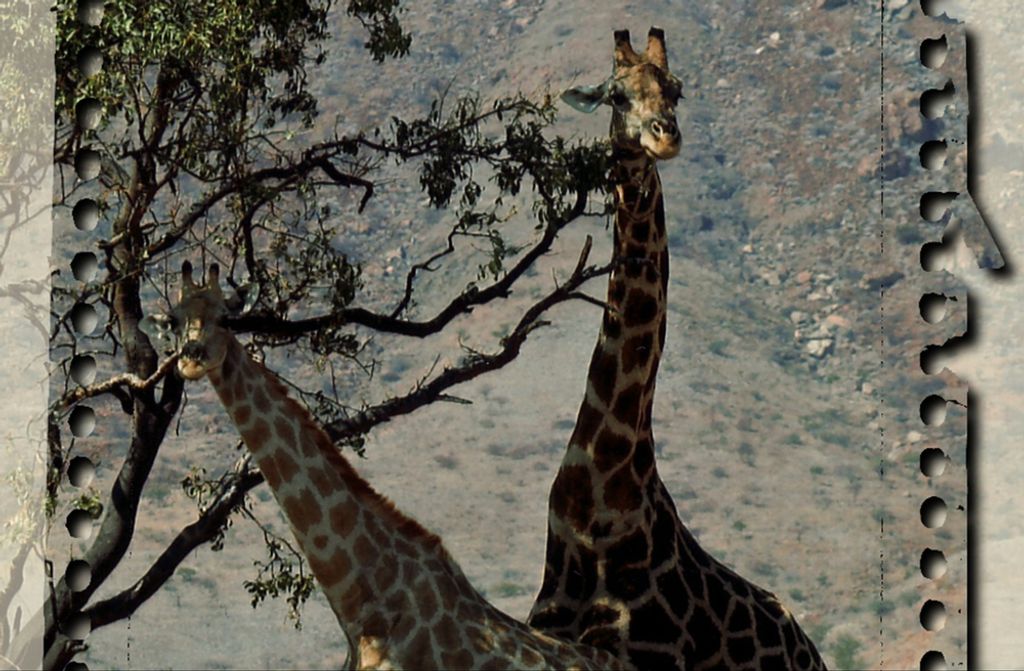hansepuzzle 75036 - Giraffe Puzzle, 500 Teile, Tierwelt, 46,0 x 30,0cm mit hochwertiger Aufbewahrung, Kartonbox und wiederverschließbarem Beutel