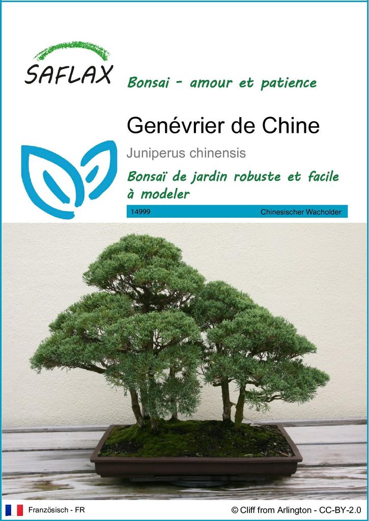 SAFLAX  - Genévrier de Chine - 30 graines - Juniperus Image du produit 