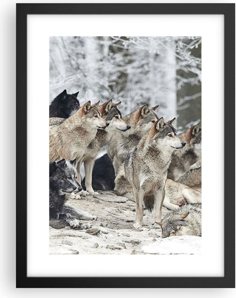 Gerahmtes Poster - Schwarzer Rahmen - Rudel Wölfe Winter - 30x40 cm - Wand Bild - Wanddeko - Wandbilder - Kunstposter - Wandposter - Bilderrahmen ...