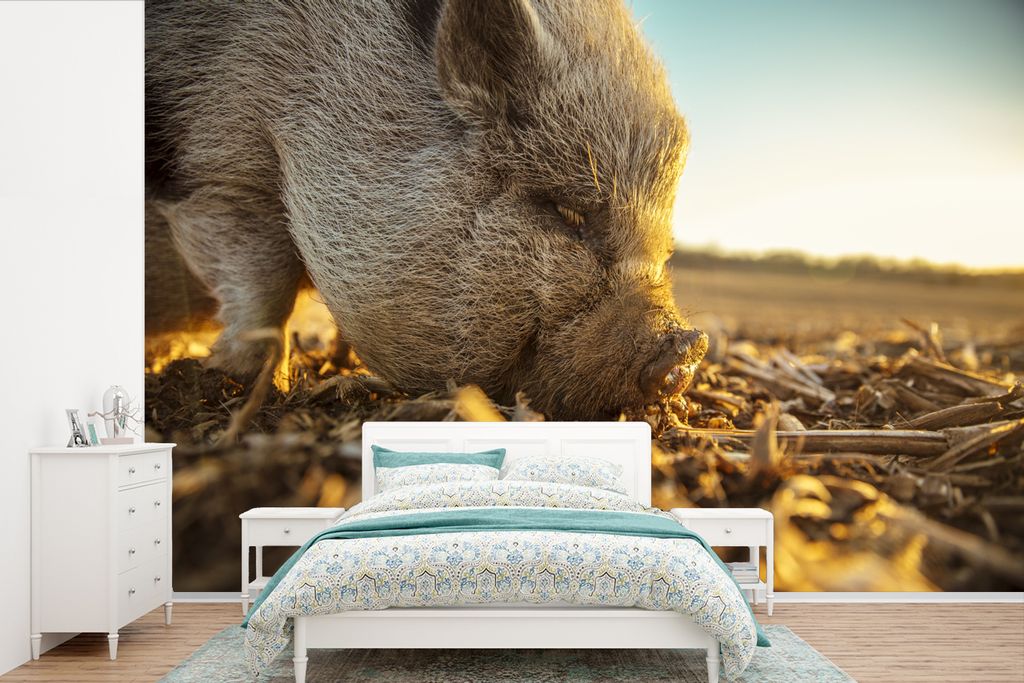 MuchoWow Fototapete für Wohnzimmer oder Schlafzimmer Wandtapete Vinyl Motivtapete Hängebauchschwein - Essen - Schwein - 420x280 cm - Zimmer fü...