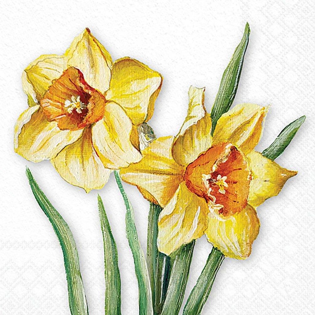 Servietten 33x33 cm - Flowering daffodils