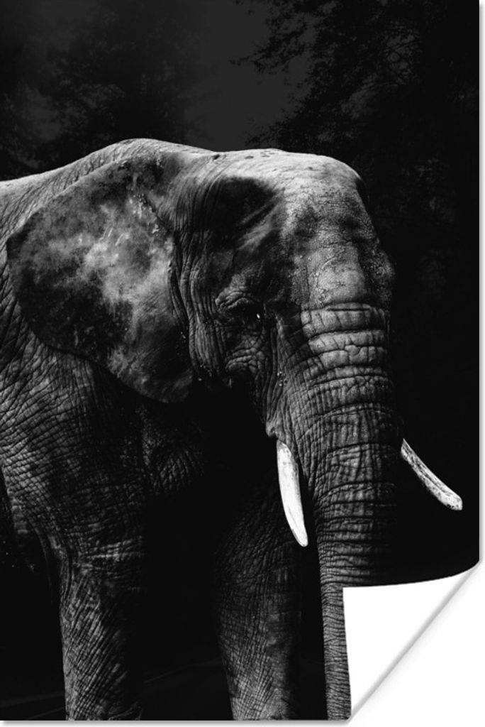 MuchoWow Poster Elefant auf schwarzem Hintergrund - schwarz und weiß 40x60 cm - Plakate für die Wand - Poster Babyzimmer