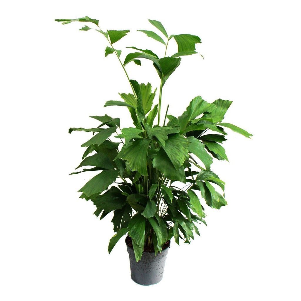 Caryota mitis - palma rybi ogon - ok. 120 cm wysokosci - Zdjęcie produktu 