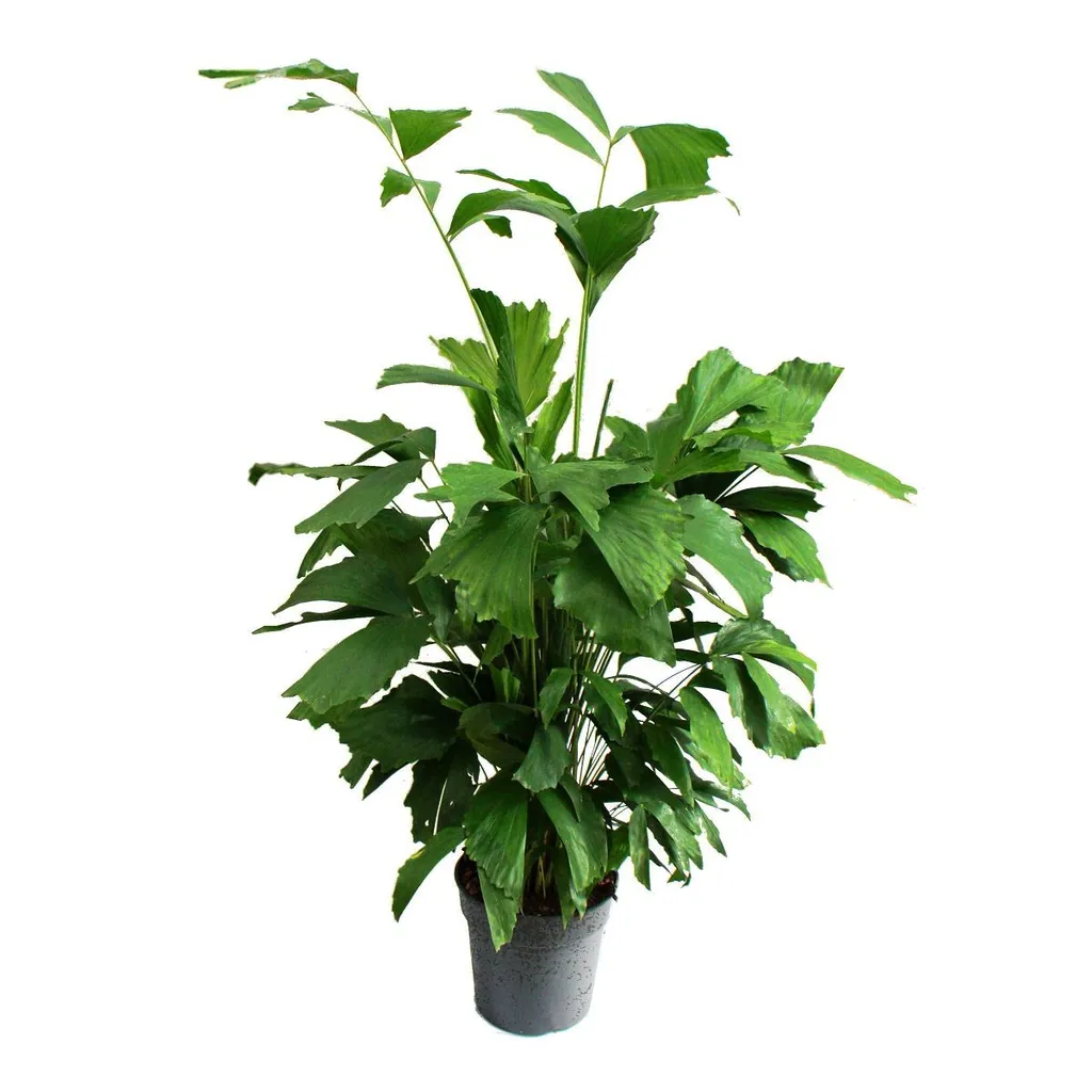 Caryota mitis palmier à queue de poisson 120 cm - Palmier solitaire pot