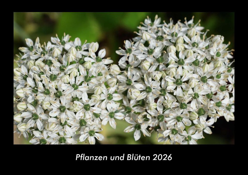 Pflanzen und Blüten 2026 Fotokalender - Querformat DIN A3, Monatskalender mit Bild-Motiven aus Fauna und Flora, Natur, Blumen und Pflanzen