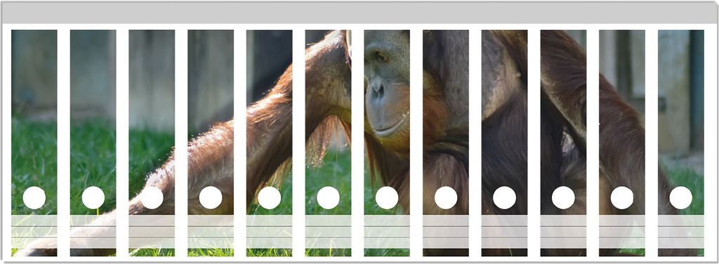 Wallario Ordnerrücken Sticker, selbstklebend für breite Ordner, 12 Stück, Motiv Sitzender Orang-Utan im Gras