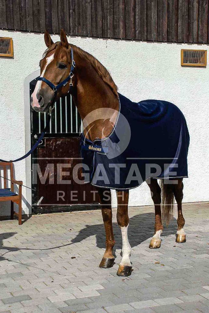 Bucas Abschwitzdecke Prize Cooler Navy/Gold 115