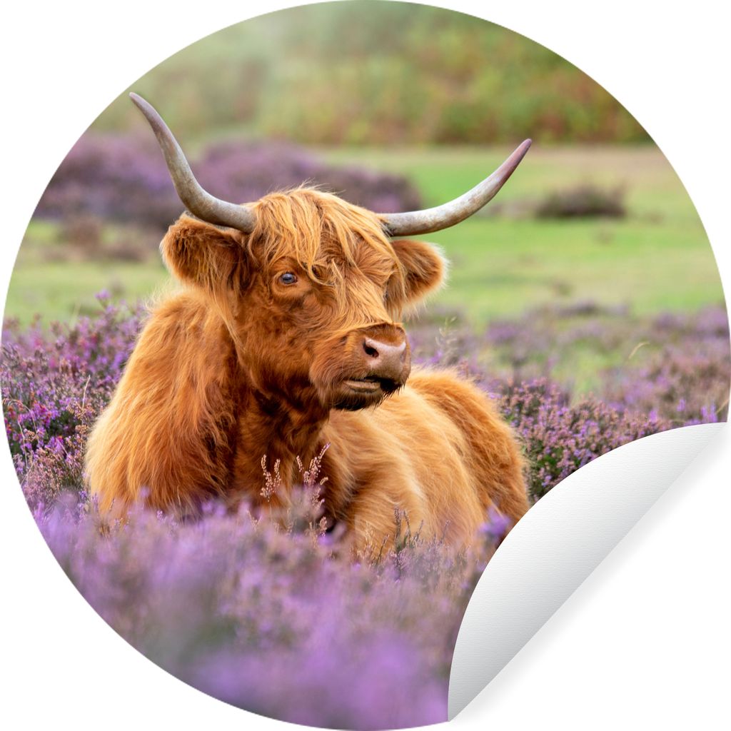 MuchoWow Runde Wandtattoo - Wandsticker Tapete Aufkleber Schottischer Highlander - Braun - Büsche Ø 80 cm Selbstklebend und Repositionierbar - ...