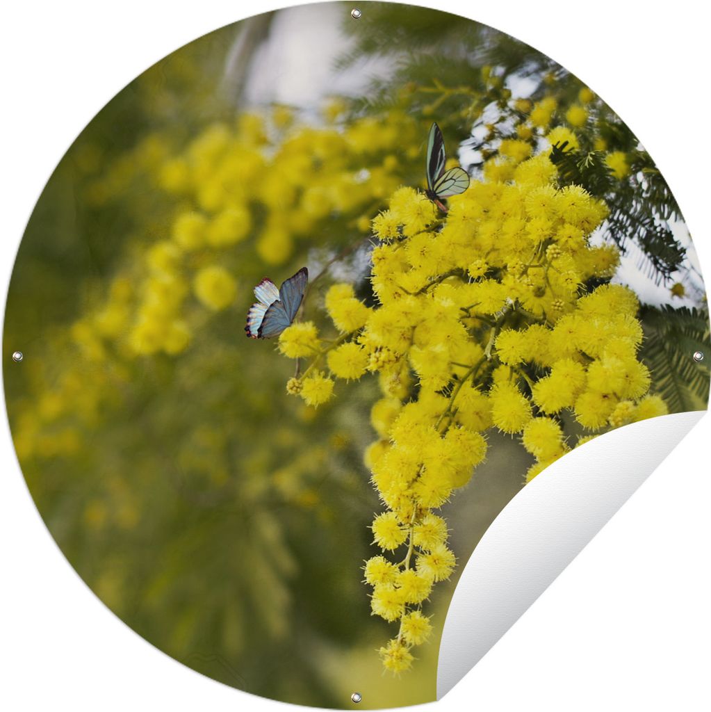 MuchoWow Gartenposter Outdoor-Poster Rund Gelbe Mimosenpflanze mit grünen Blättern Ø 90 cm Gartendeko Rundes Poster draußen