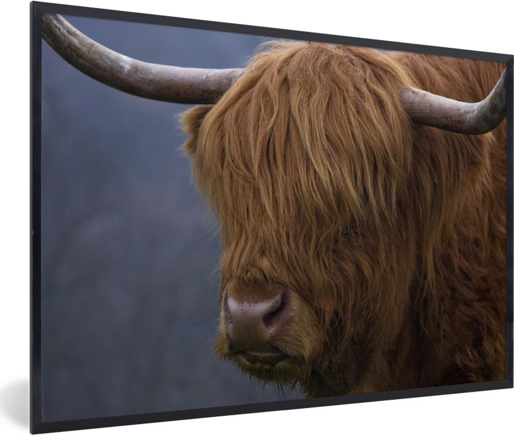 MuchoWow Gerahmtes Poster Schottischer Highlander-Stier - Kuhkopf - Nahaufnahme 60x40 cm - Poster mit Schwarzem Bilderrahmen Wandposter Rahmen Fo...
