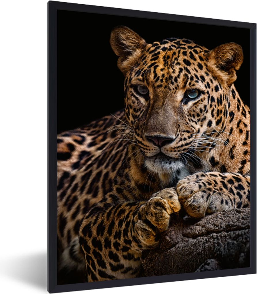 MuchoWow Gerahmtes Poster Wildtiere - Panther - Porträt - Schwarz - Tiere 60x80 cm - Poster mit Schwarzem Bilderrahmen Wandposter Rahmen Foto Bi...