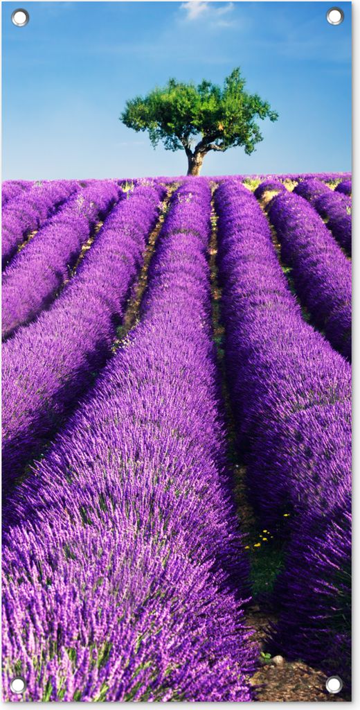 MuchoWow 40x80 cm Outdoor-Poster Gartendeko Sichtschutz Garten Poster für den Garten Ein lila blühendes Lavendelfeld an einem sonnigen Tag