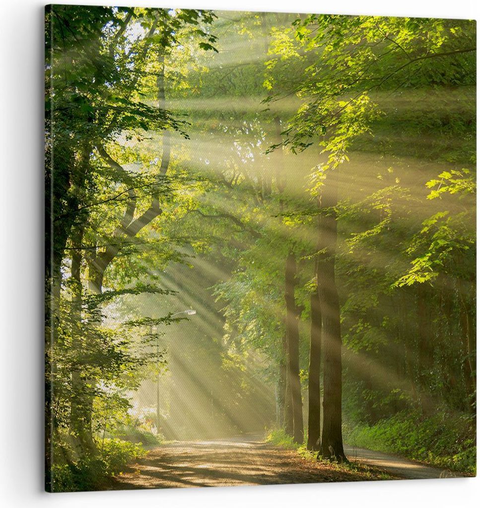 Bild auf Leinwand - Leinwandbild - Wald Baum Natur - 60x60cm - Wand Bild - Wanddeko - Wandbilder - Leinwanddruck - Bilder - Kunstdruck - Wanddekora...