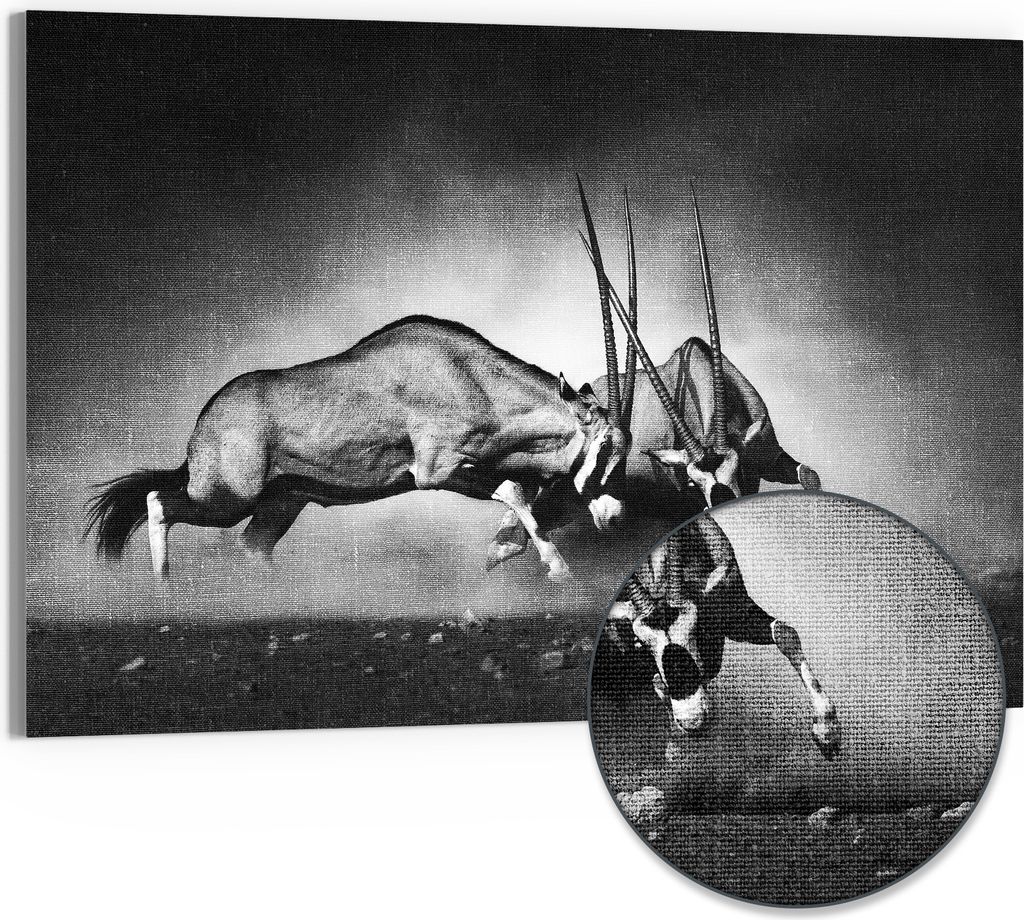 DEQORI Hybrid Leinwand Bild 90x60 cm 'Aggressive Oryxantilopen ' Wandbild Glas flach modern