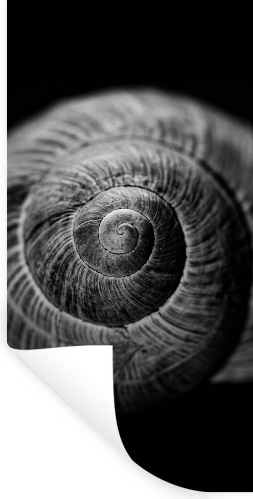 MuchoWow Wandtattoo Wandsticker Wandaufkleber Schnecke - Tiere - Schwarz - Weiß - Schneckenhaus 60x120 cm Selbstklebend und Repositionierbar - S...