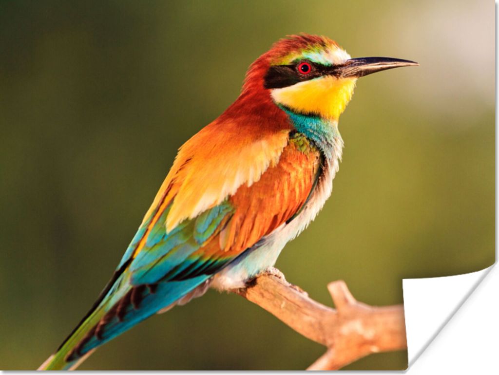 MuchoWow Poster Vögel - Bienenfresser - Regenbogen - Tiere 40x30 cm - Plakate für die Wände - Poster Wohnzimmer