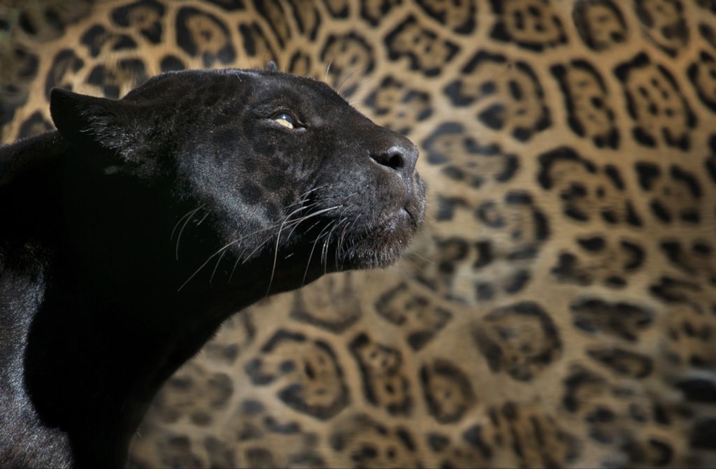 hansepuzzle 84078 - Panther Puzzle, 500 Teile, Tierwelt, 46,0 x 30,0cm mit hochwertiger Aufbewahrung, Kartonbox und wiederverschließbarem Beutel