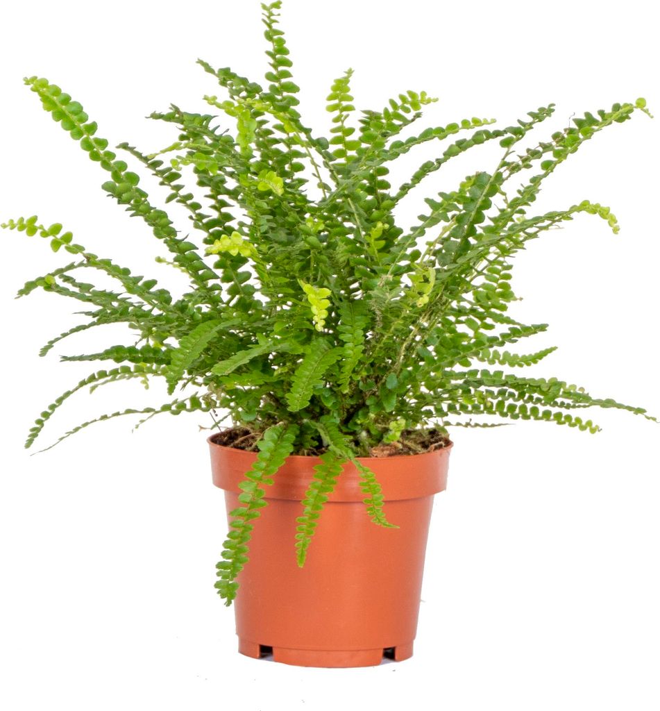 Bloomique - Nephrolepis Duffi - Schwertfarn - Produktbild 