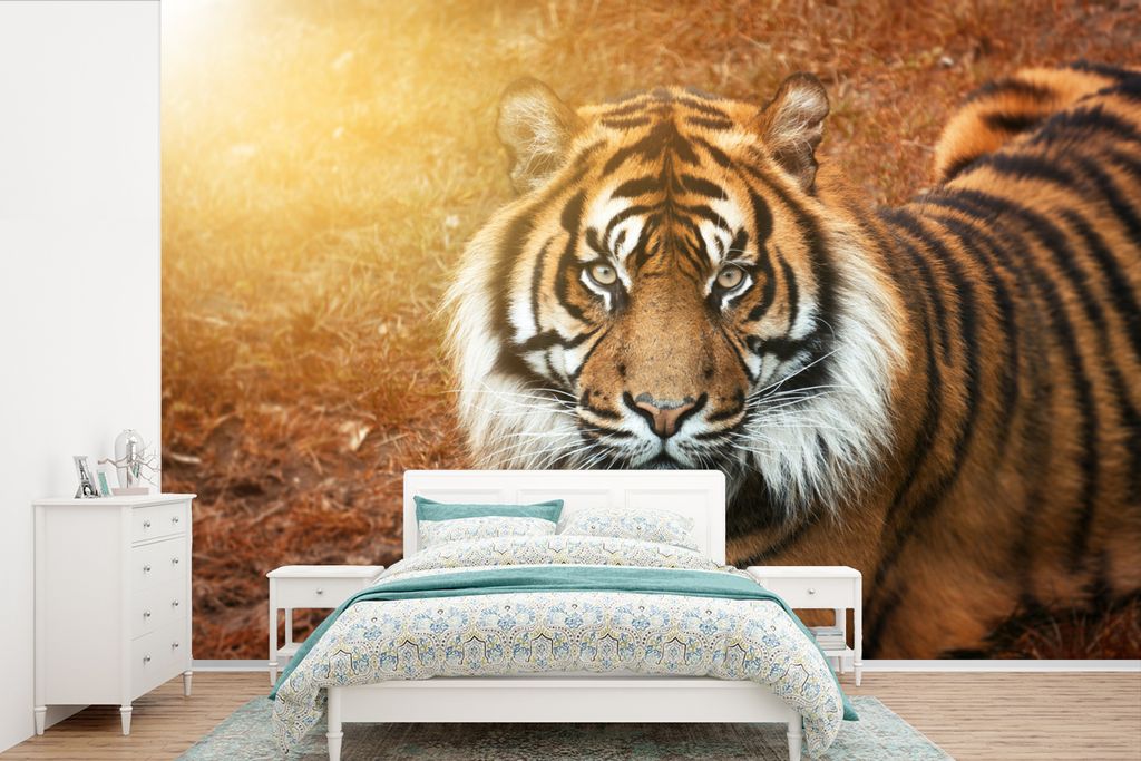 MuchoWow Fototapete für Wohnzimmer oder Schlafzimmer Wandtapete Vinyl Motivtapete Porträt - Tiger - Sonne - 450x300 cm - Gemusterte