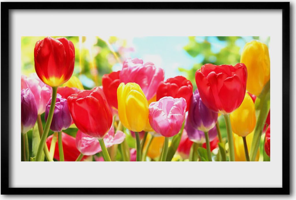Bild 60x40 MDF-Rahmen Wandkunst Tulpen Blumen Pflanze