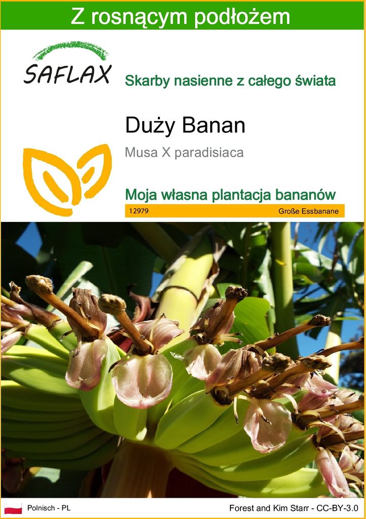 SAFLAX - Duży Banan - 10 Nasiona - Z podłożem uprawowym Zdjęcie produktu 