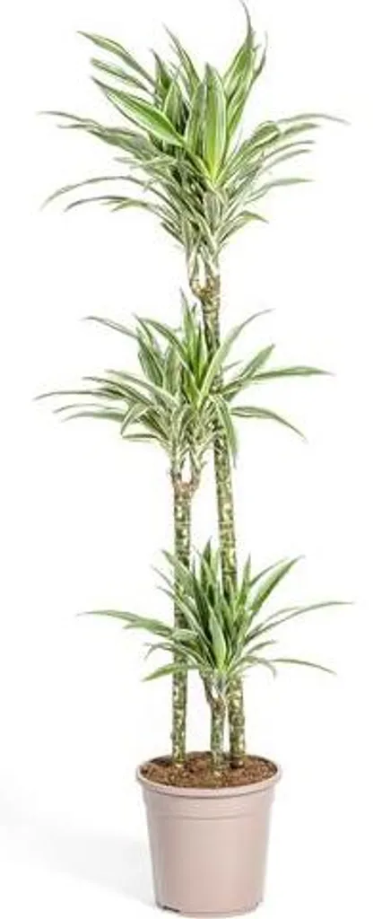 Dracaena White Stripe Pianta Vera da Interno 130-150cm | Arredo Verde