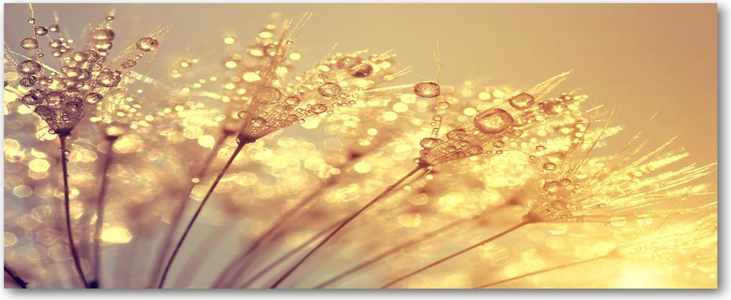 Tulup Küchenrückwand Spritzschutz aus Glas -125x50 -Spritzschutz auf gehärtetes Glas Deko Blumen & Pflanzen Pusteblume