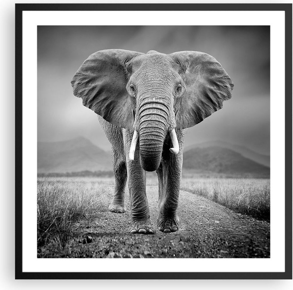 Gerahmtes Poster - Schwarzer Rahmen - Elefant Wildnis Natur - 60x60 cm - Wand Bild - Wanddeko - Wandbilder - Kunstposter - Wandposter - Bilderrahme...