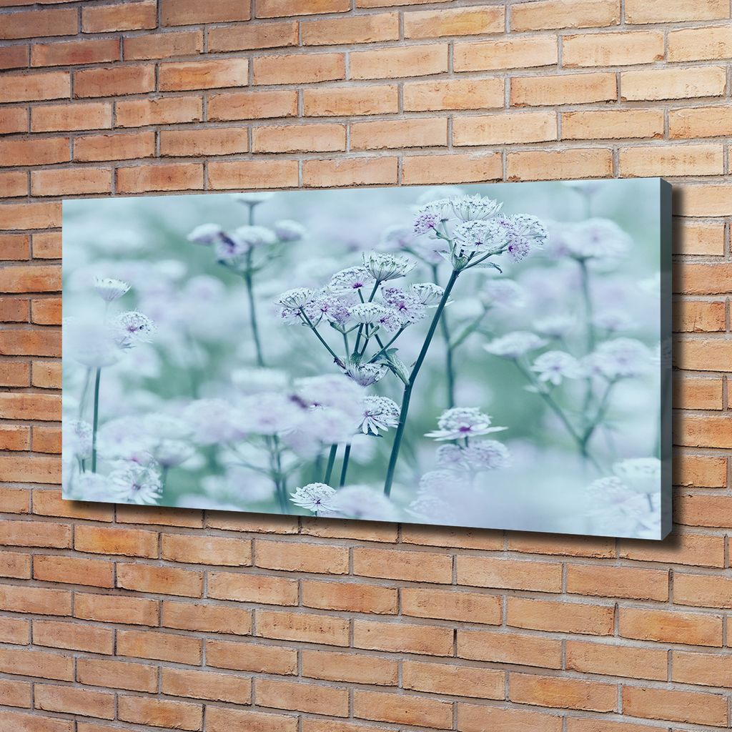 Tulup Leinwandbild - 120x60 cm - Wandkunst - Drucke auf Leinwand - Leinwanddruck - Blumen & Pflanzen - Weiß - Große Sterndolde