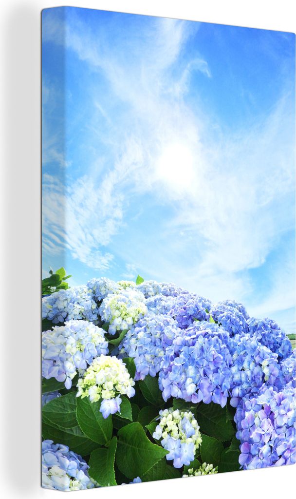OneMillionCanvasses - Leinwandbilder - 90x140 cm, Japanische Hortensienblüten, Wandbilder Kunstdruck Wanddekoration - Foto auf Leinwand - Gemäl...