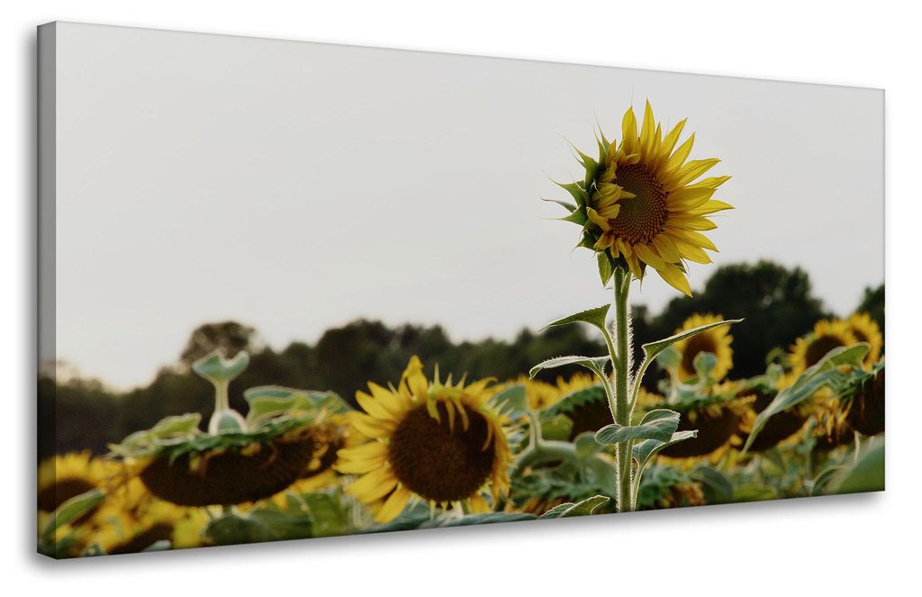 Leinwanddruck Botanik Sonnenblumenfeld 80x40