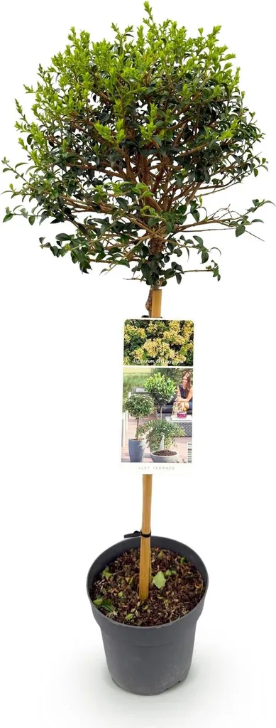 Ligustrum delavayanum sur tige Ø19cm, arbuste persistant de 90cm