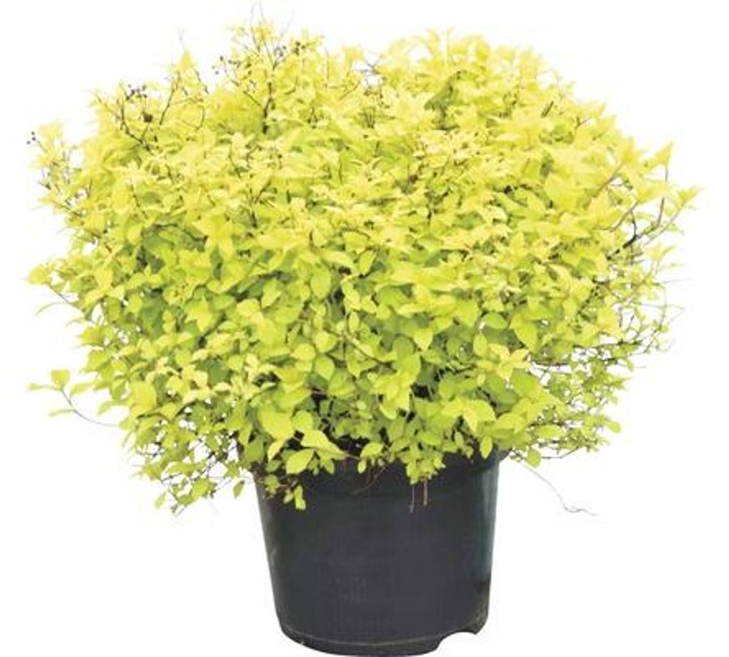 Sommerspiere FloraSelf Spiraea japonica 'Golden Princess' H 40-50 cm Co 4 L