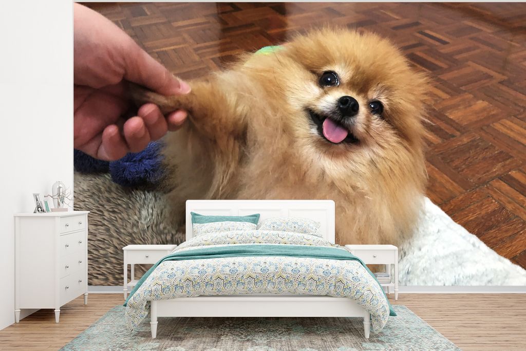 MuchoWow Fototapete für Wohnzimmer oder Schlafzimmer Wandtapete Vinyl Motivtapete Verspielter Pomeranian - 320x240 cm - Tapeten