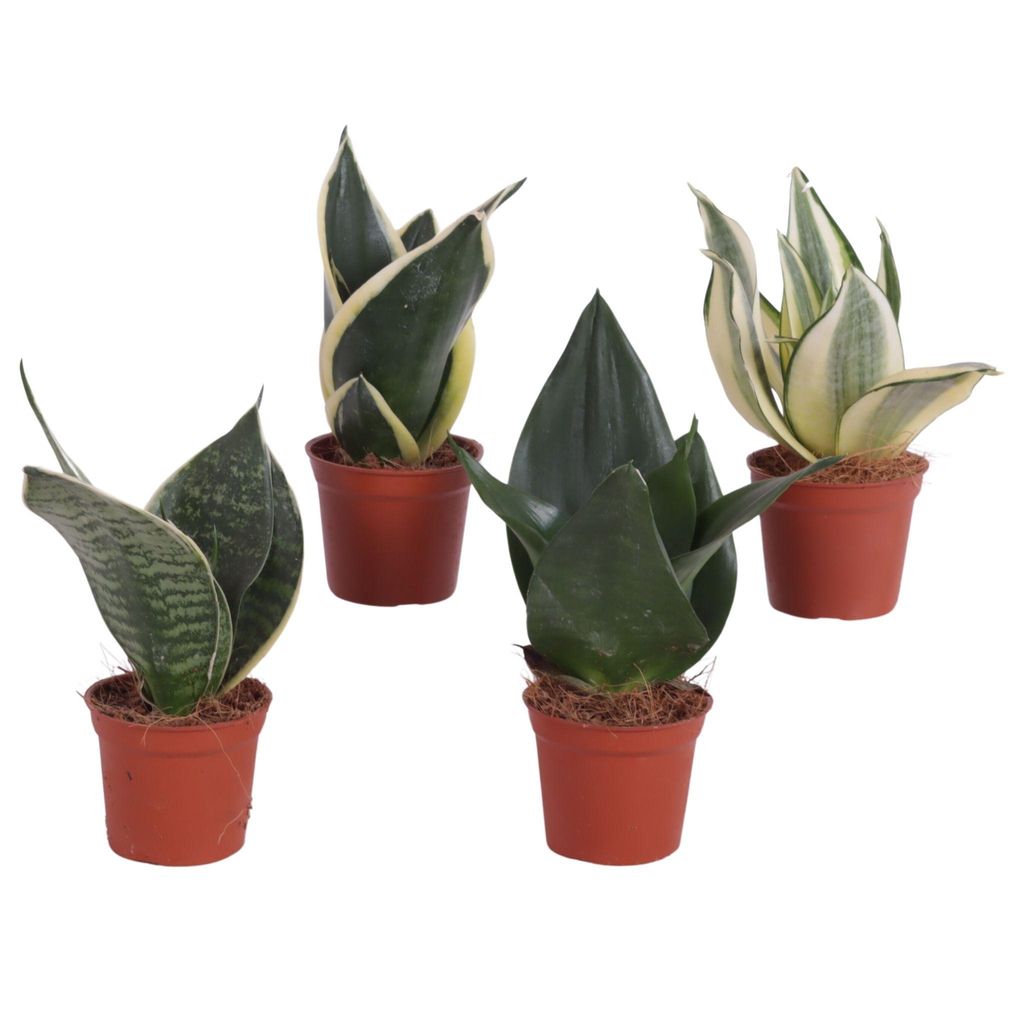 Set di 4 piante da interno Sansevieria, altezza 20 cm Immagine del prodotto 